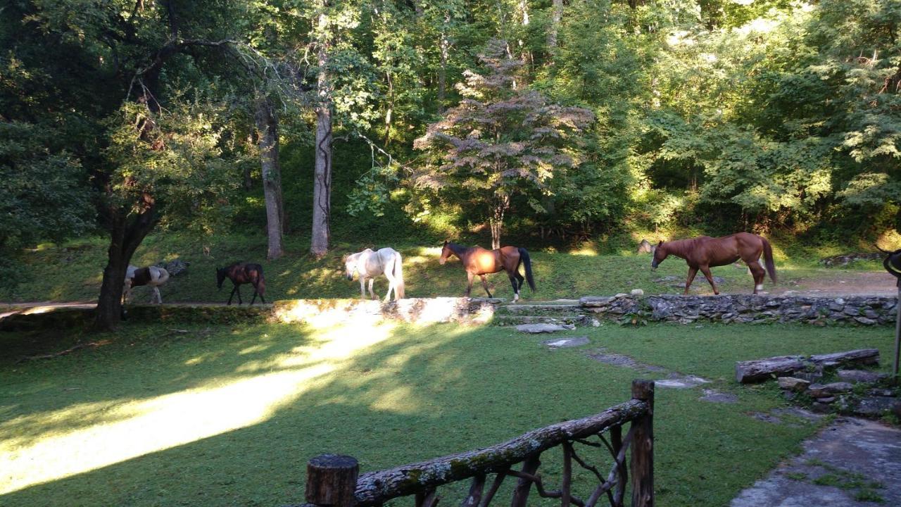 Arrowmont Stables & Cabins Cullowhee Bagian luar foto